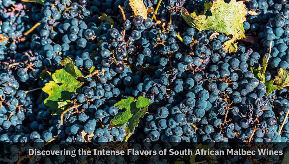 Discovering the Intense Flavors of South African Malbec Wines