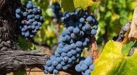 South African Shiraz